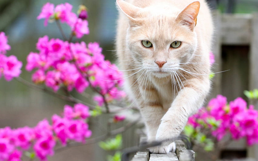 desktop-wallpaper-cat-spring-fence-pets-beige-cat-pink-flowers-for-with-resolution-high-quality